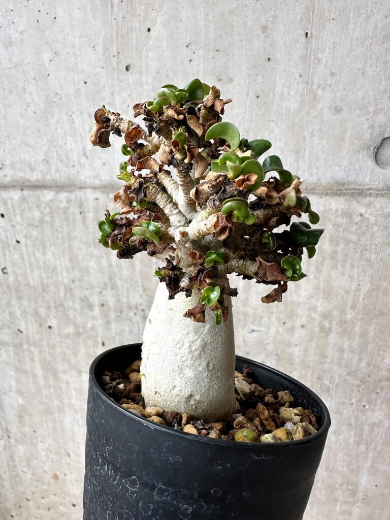 自生山採り/アオダモ/大株【現品発送】管理70396 自生山採り/アオダモ